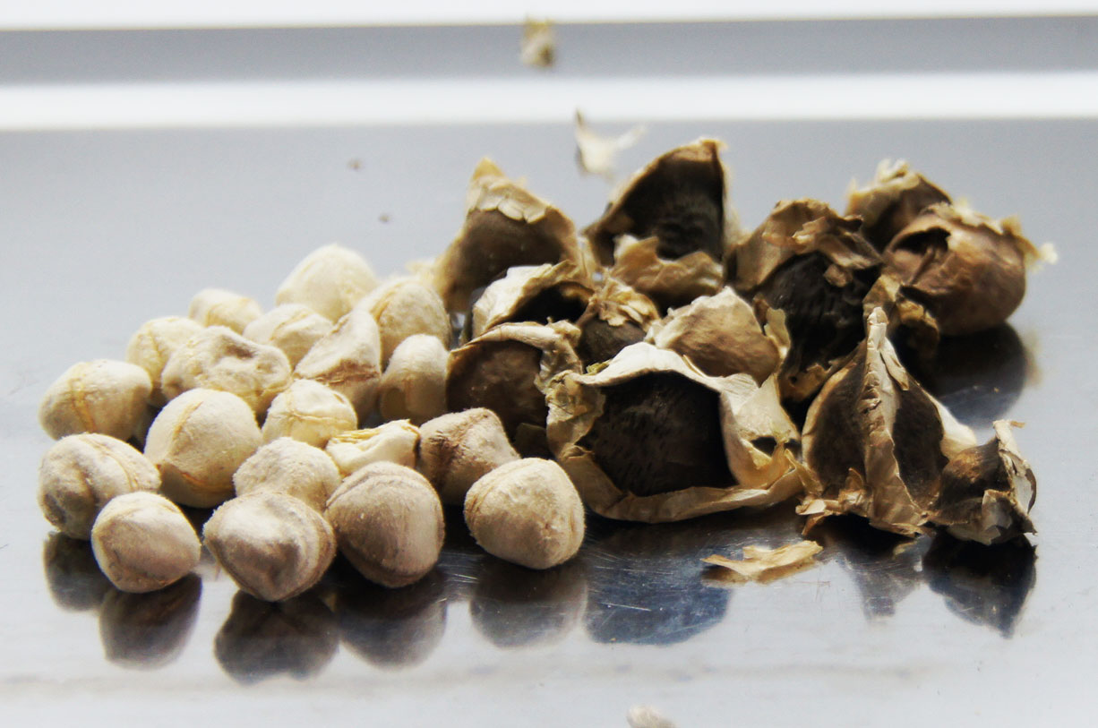 How to Lose Weight Using a Combination of Moringa Seeds How to Lose Weight Using a Combination of Moringa Seeds
