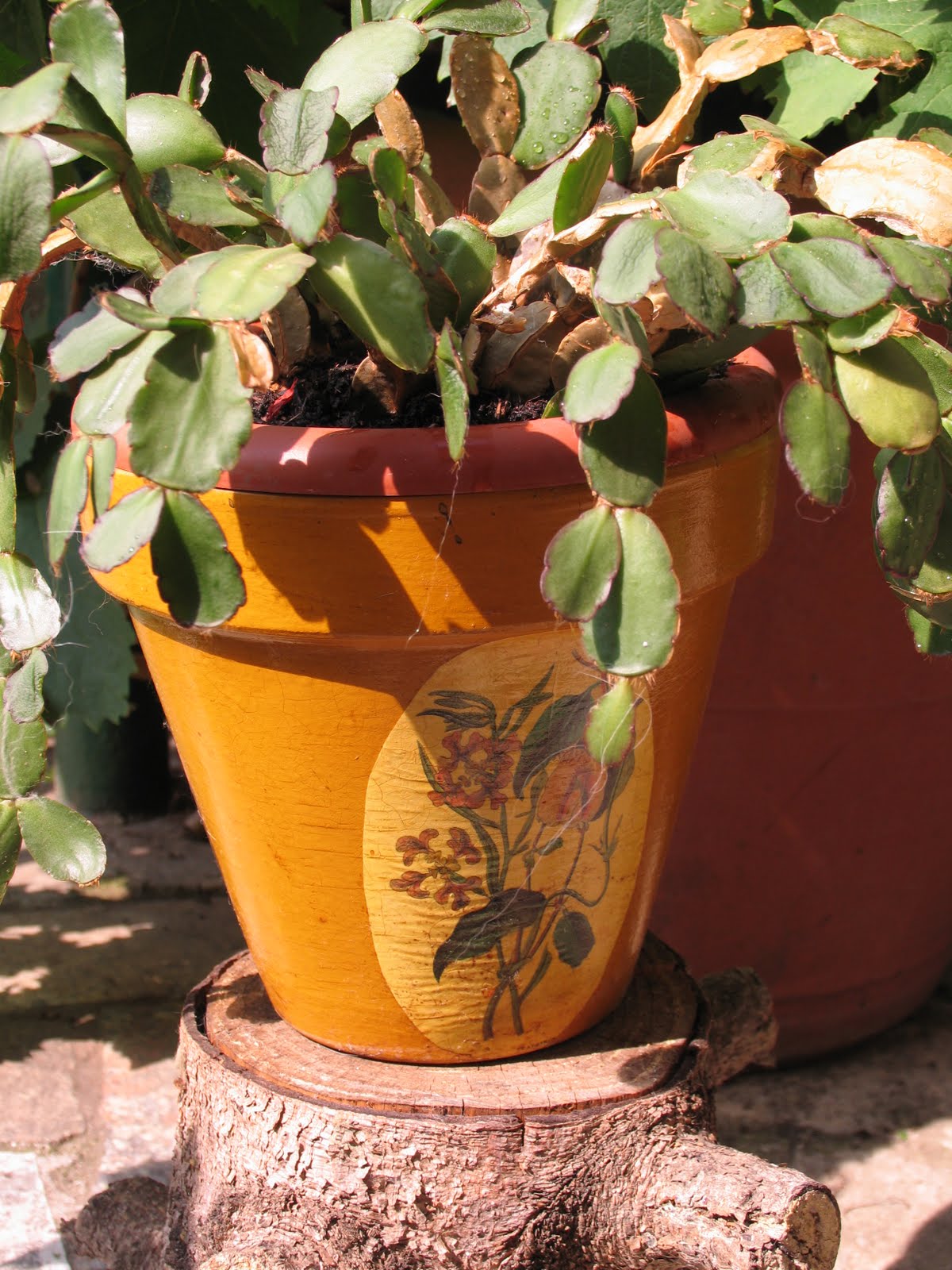 La magia di un piccolo orto: orto in vaso