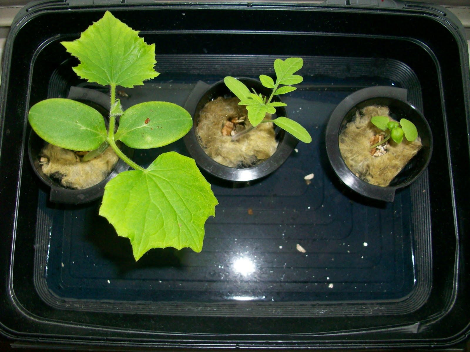 Fun With Tower Garden