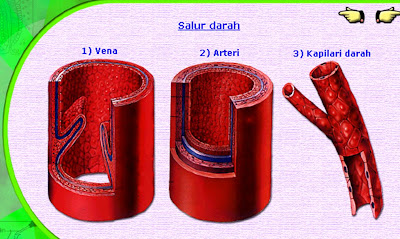 PJM3106 Anatomi dan Fisiologi : Sistem Peredaran Darah