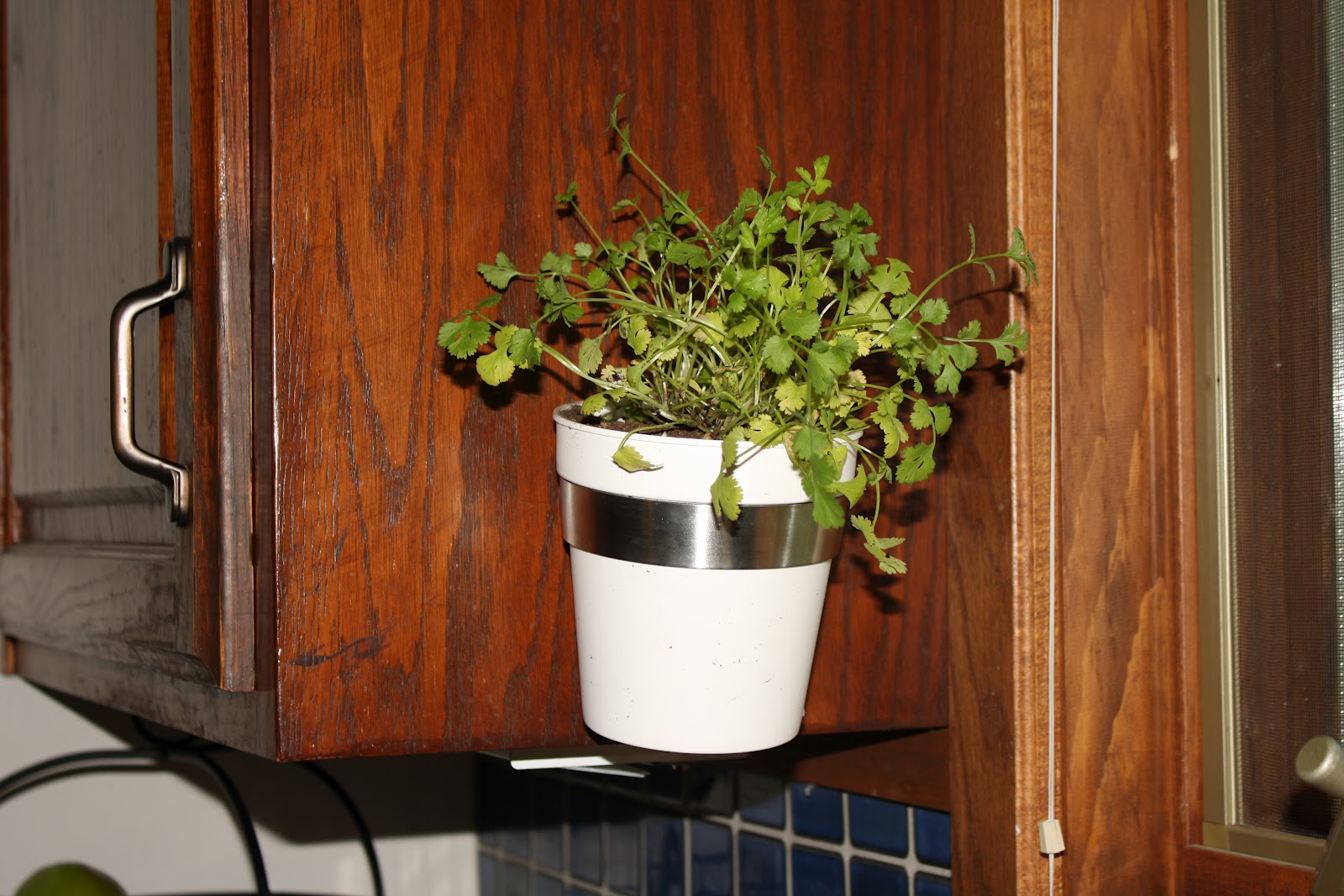 Bloggaboutit: Herb garden!