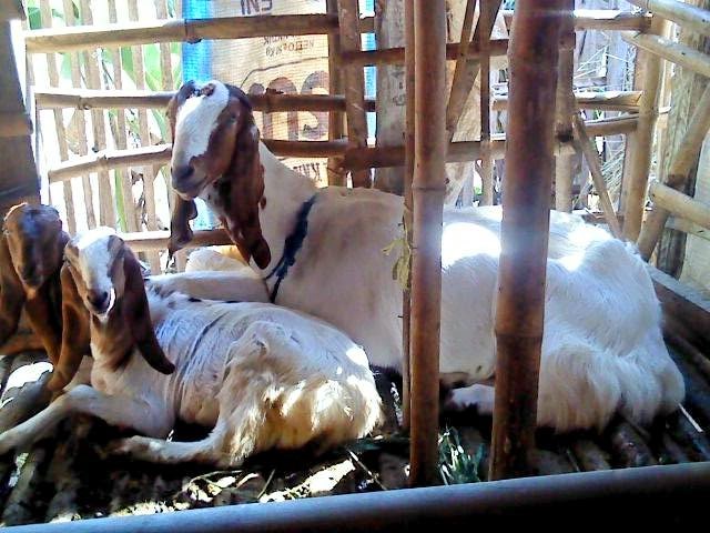 Ternak kambing cara Cara Ternak