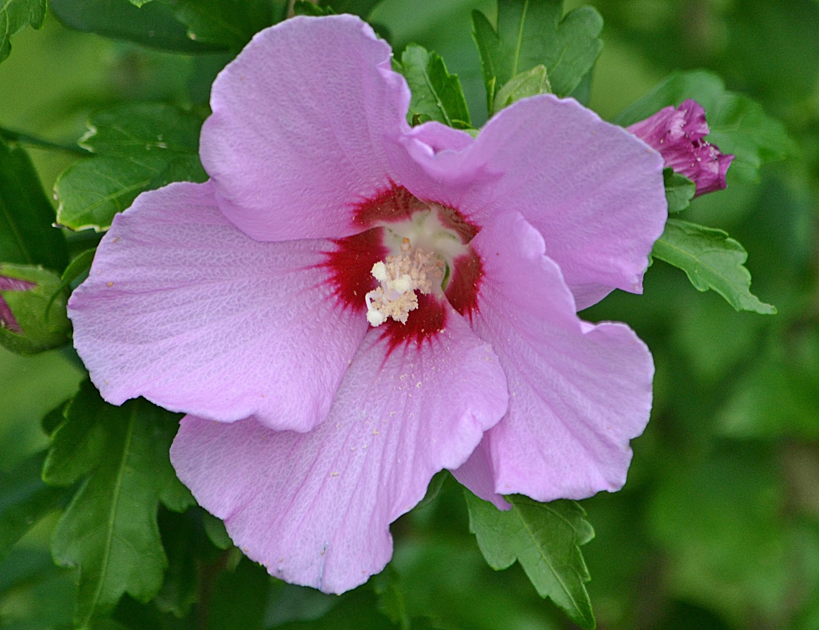 Focus On Killingworth, CT and Surrounding Towns The Flowers Of Killingworth