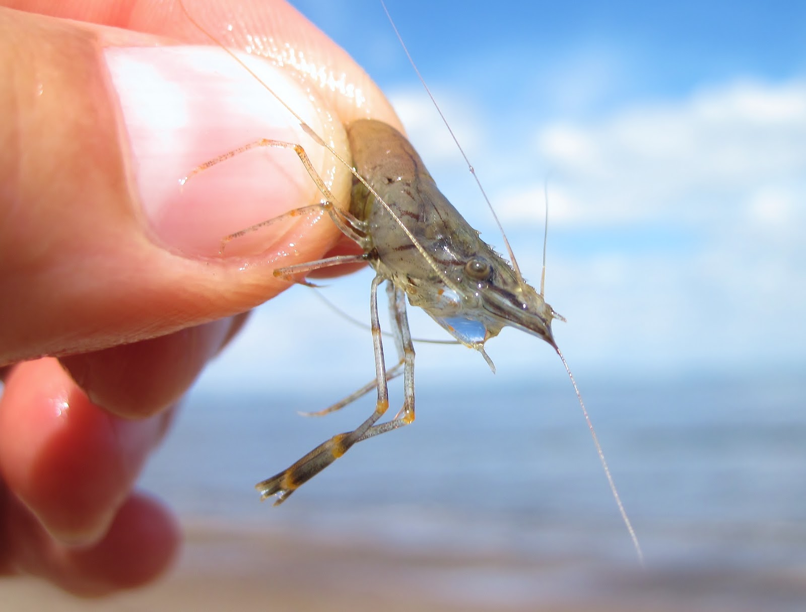 Nature on the Edge of New York City Testing the Health of Lower NY Bay