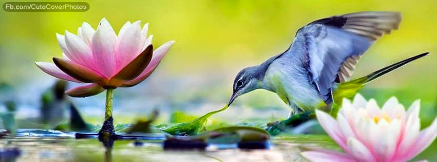 FB Cover Photos 2015 FB Cover Photos 2015