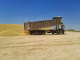 Harvesting barley 2013 with Claas Lexion