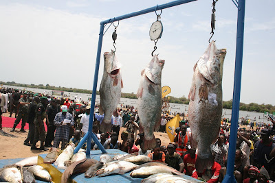 Argungu Fishing Festival