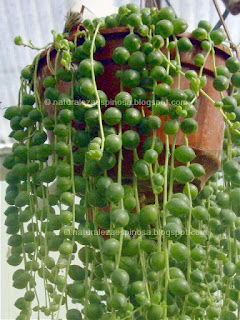 Senecio rowleyanus
