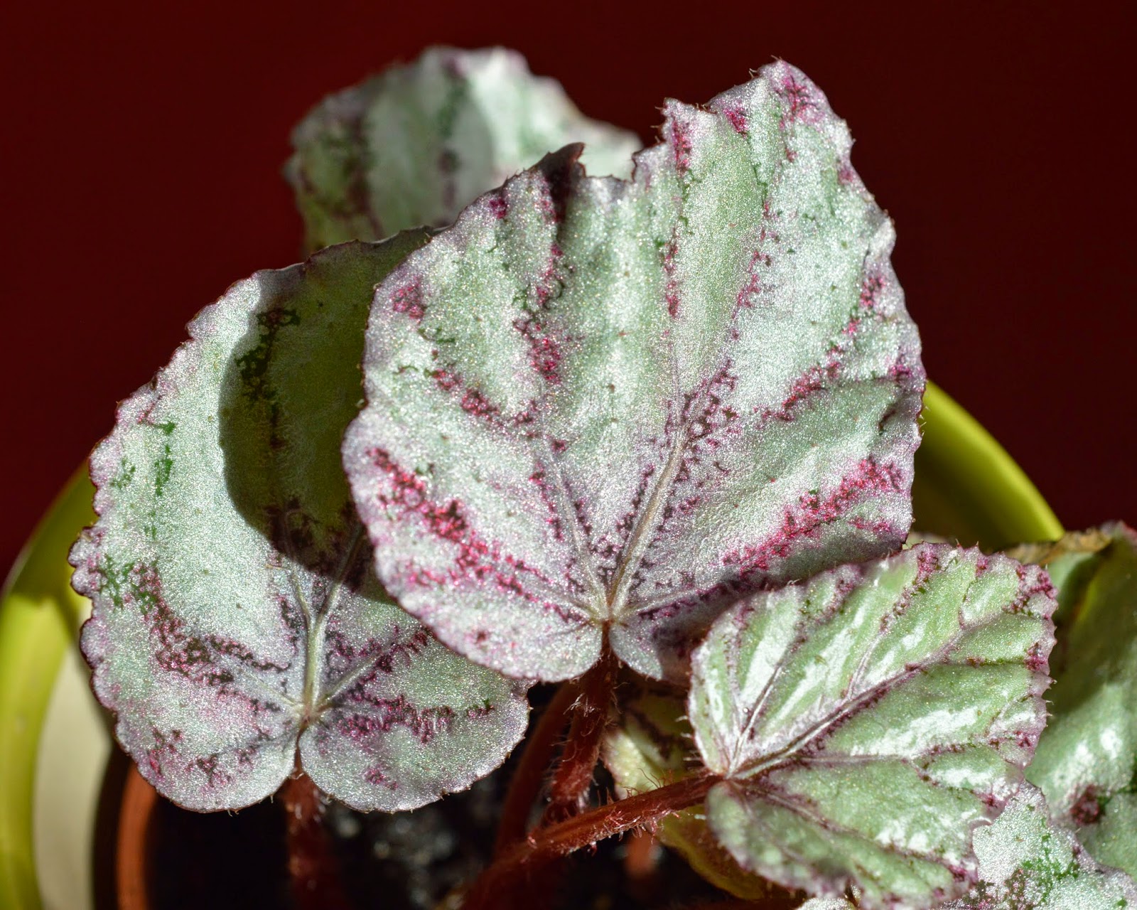 Botanische Raritäten Sammlung seltener Begonia species