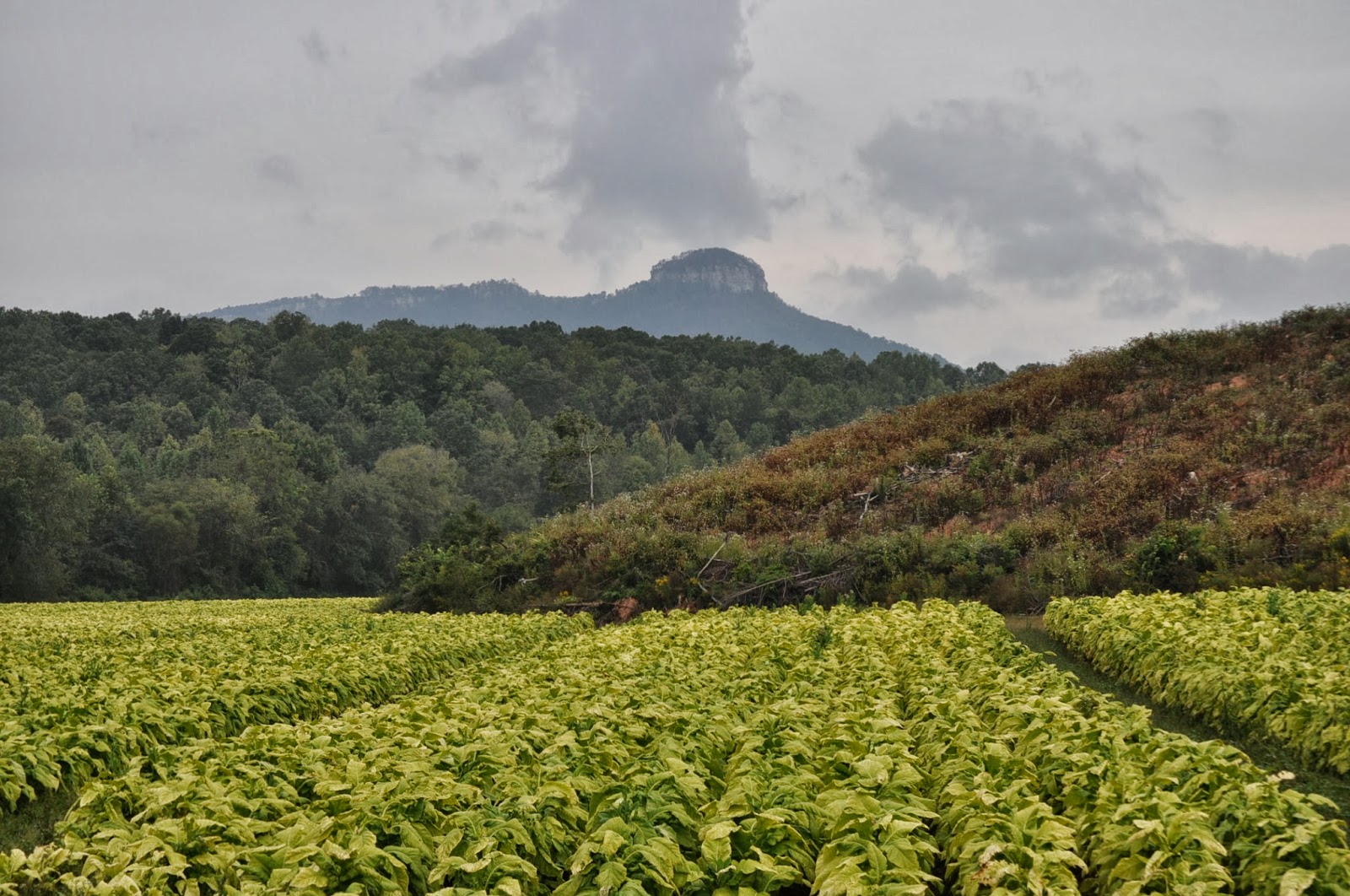 American Moment North Carolina's Tobacco Fields W/S N.C2013