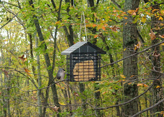 Tufted Titmouse, Tuesday, October 15, 2013, 5:17:35 PM