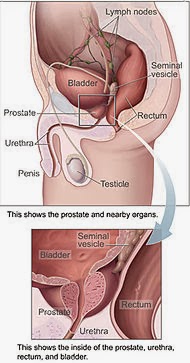 Prostate - প্রোস্টেট