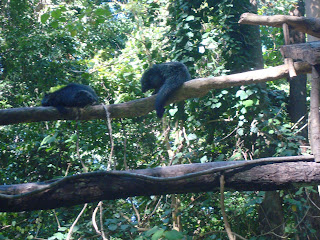 black bears black bears in zoobic safari