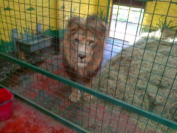 TURKANA 1st JULY 1996 - 9th MARCH 2013 - MY FIRST LION