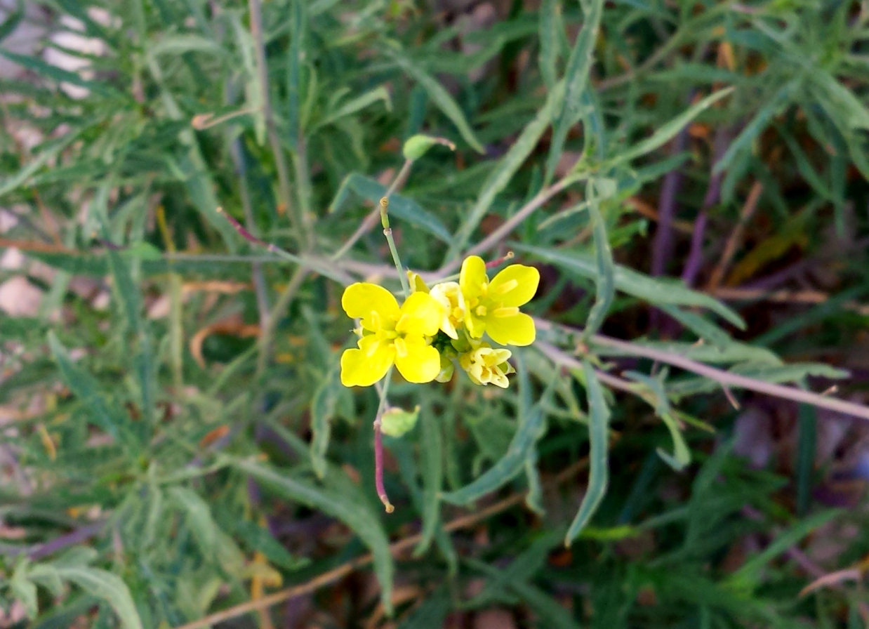 Maltese Wild Flowers Field Mustard SNAPSHOTS OF MALTA