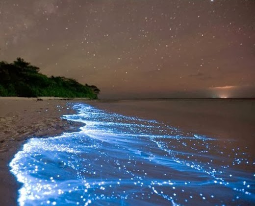 Sea of Stars on Vaadhoo Island in the Maldives