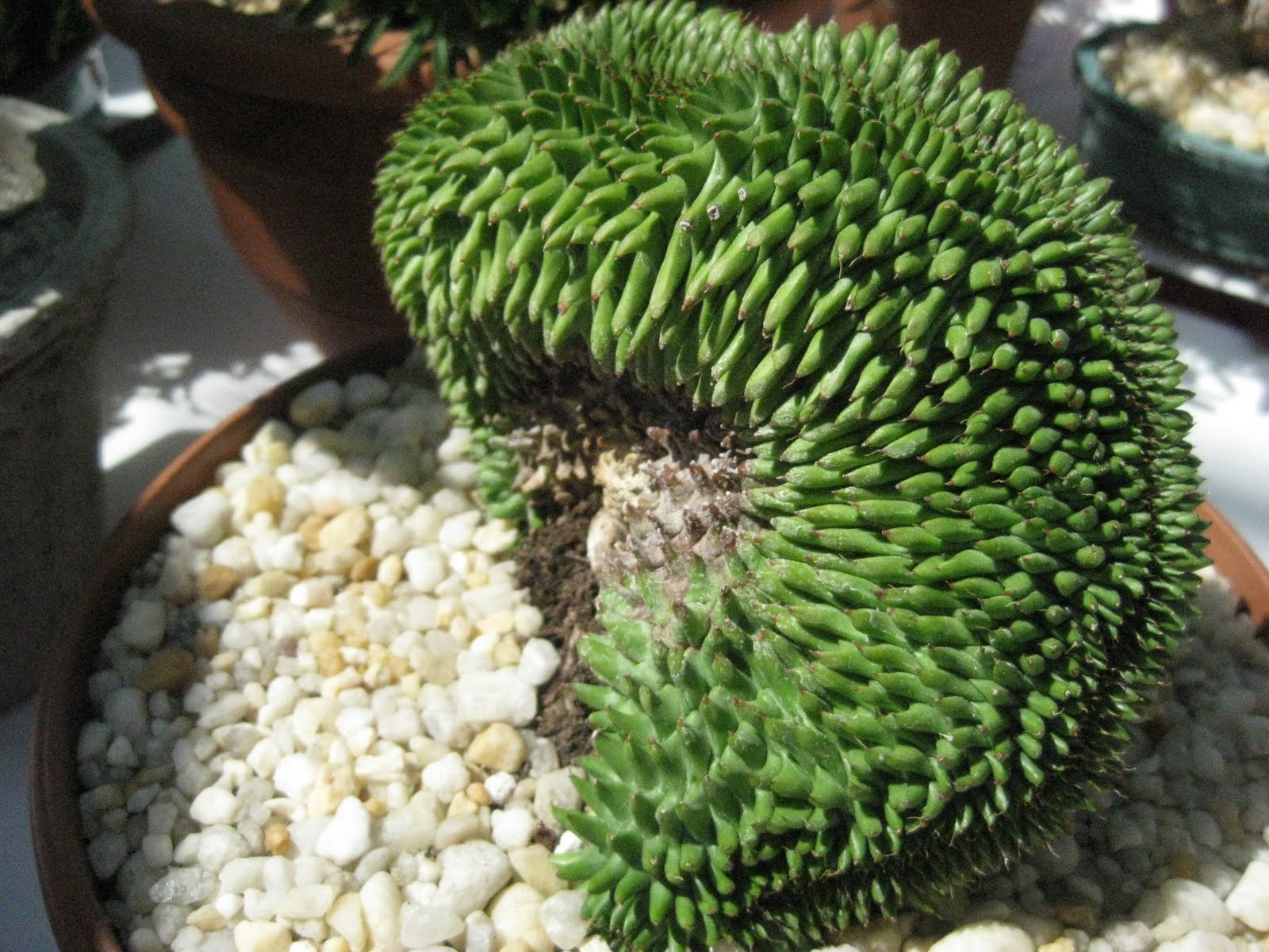 wet my plants Toronto Cactus & Succulent Society Show & Sale