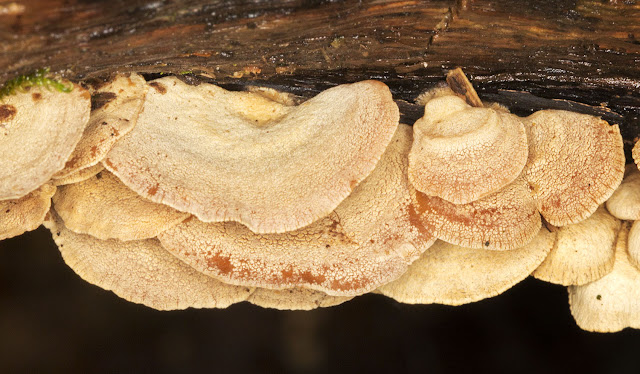 Panellus stipticus (Bitter Oysterling).  High Elms, 29 December 2012.