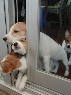 Funny Dog Pictures