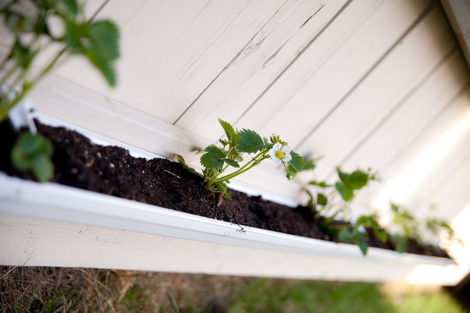 Candra Tinis Photography Gutter Garden Tutorial