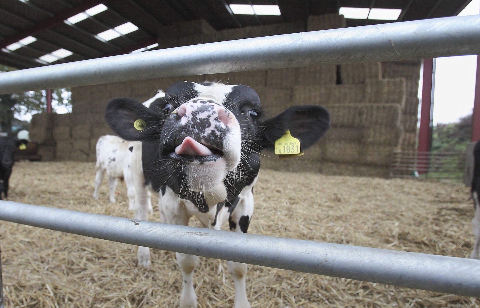 Creature Feature life at the RSPCA Veal or no veal The only meat a