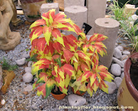 Amaranthus caudatus
