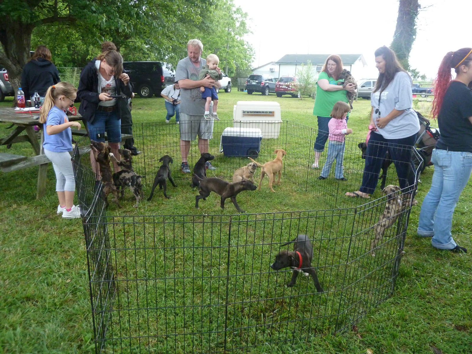 For the Love of Dogs Our First Adoption Event