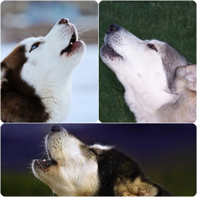 husky_facts_6.jpg