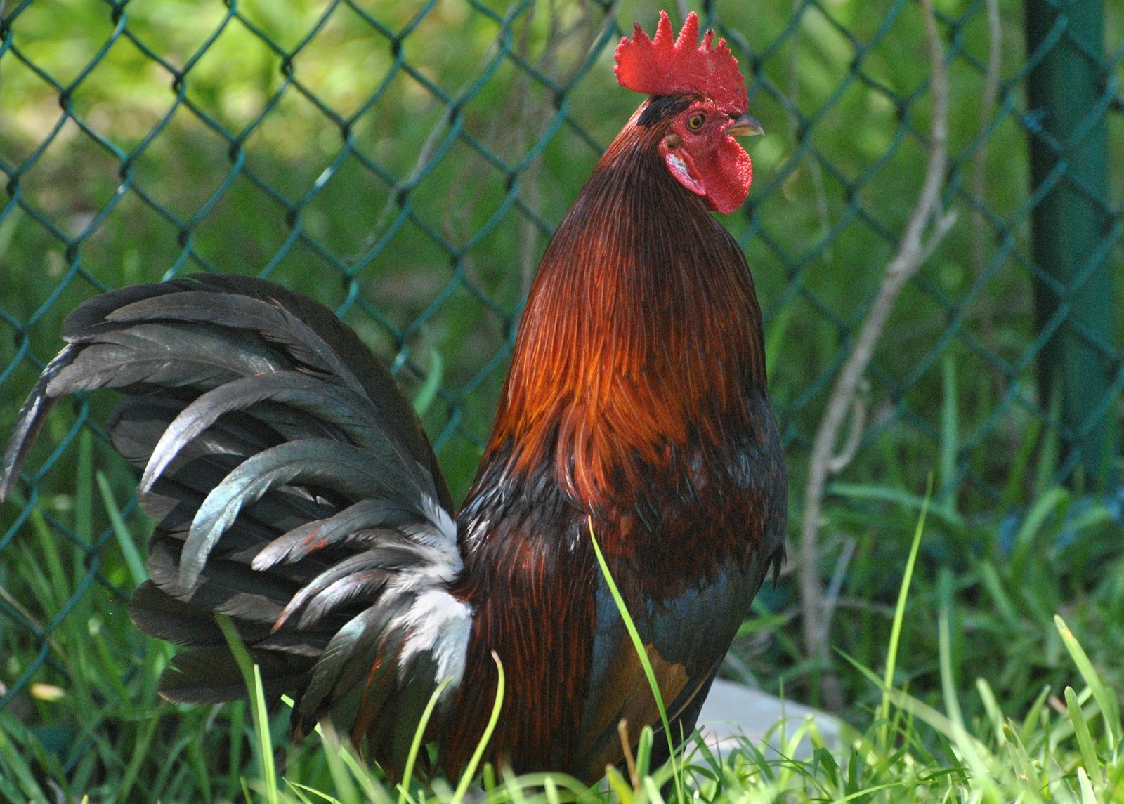 Tilly's Nest The Chickens of Key West