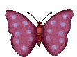 Animation Bundle: Butterfly Animation Butterfly Gif Butterfly Clipart