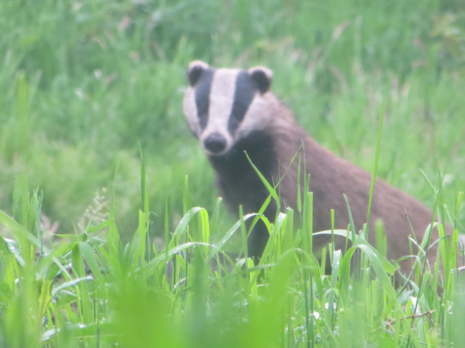 Badger 'cub'