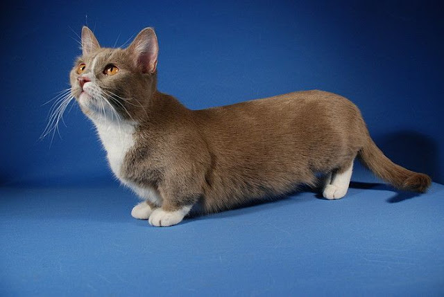 Munchkin