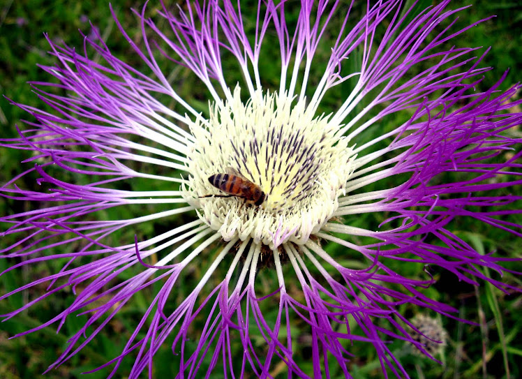 ABEJA Y FLOR