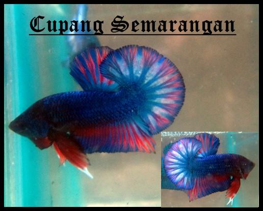 Informasi Link Pendukung Macam Ikan Cupang Informasi Link Pendukung Macam Ikan Cupang