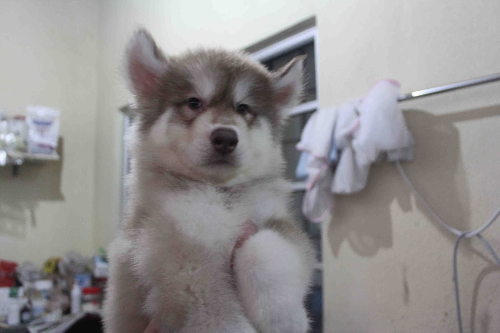 LovelyPuppy: 20140115 Giant Wooly Siberian Husky Puppy