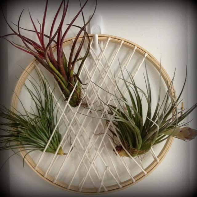Himmeli Air Plant Hangers