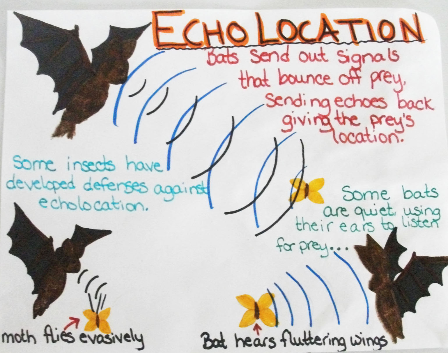 The Scientific Mom: Batty For Bats!