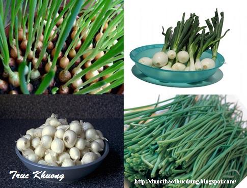 Allium+schoenoprasum+1234+cu_chives+485x370.jpg Allium+schoenoprasum+1234+cu_chives+485x370.jpg