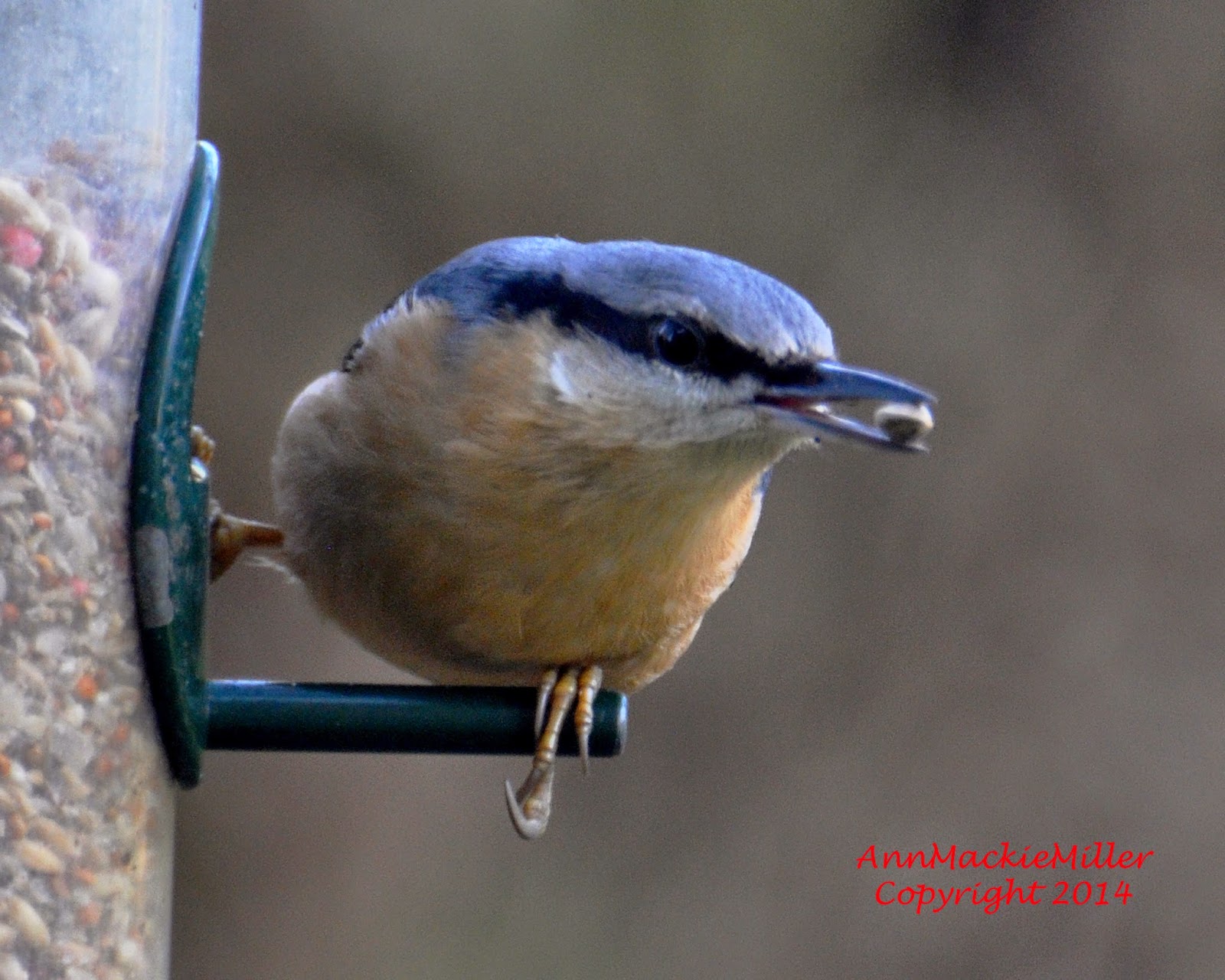 nuthatch on garden feeder with seed in beak nuthatch on garden feeder with seed in beak