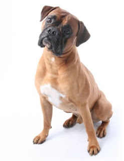 Choosing Best Dogs For Kids Information boxer Choosing Best Dogs For Kids Information boxer
