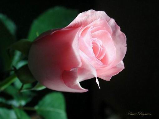 beautiful_rose_flowers_10.jpeg