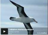 L'Albatros. Video