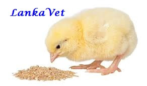 LankaVet: Poultry Feed Industry in Sri Lanka