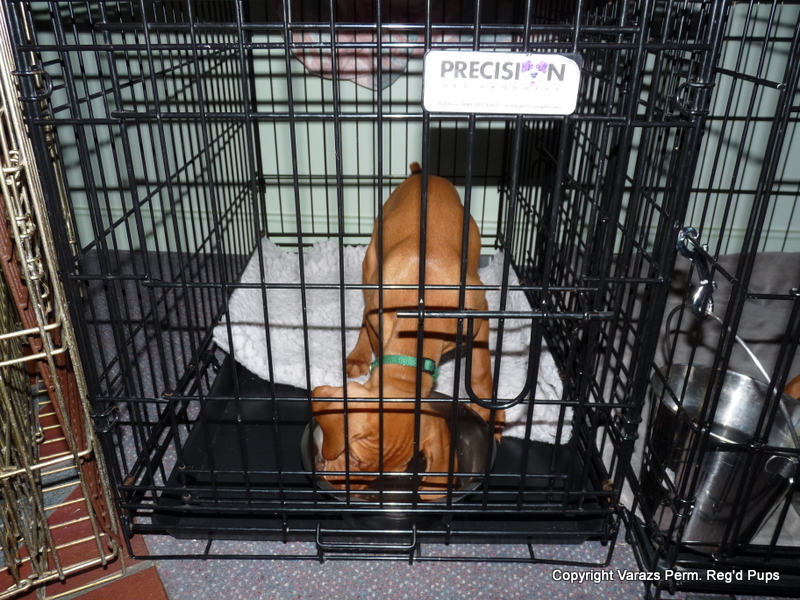 Varazs Vizslas Crate expectations