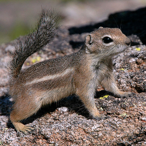 How do squirrels adapt to their habitat?