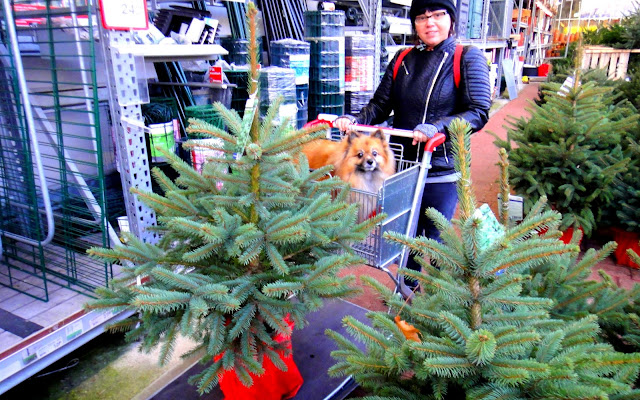 barney gets a real christmas tree