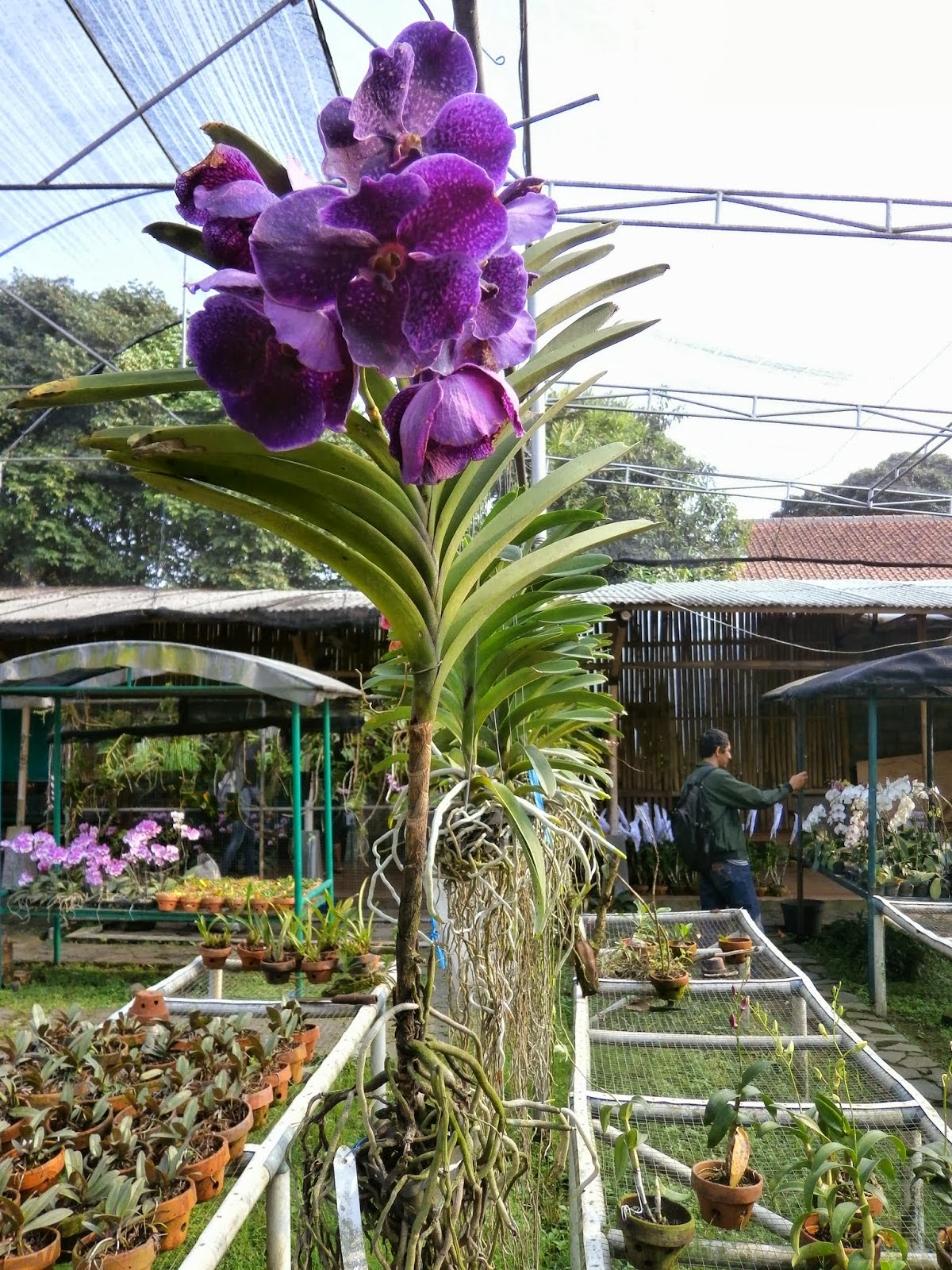 Koleksi Tanaman Hias: Anggrek Vanda (Vanda Tessellata)