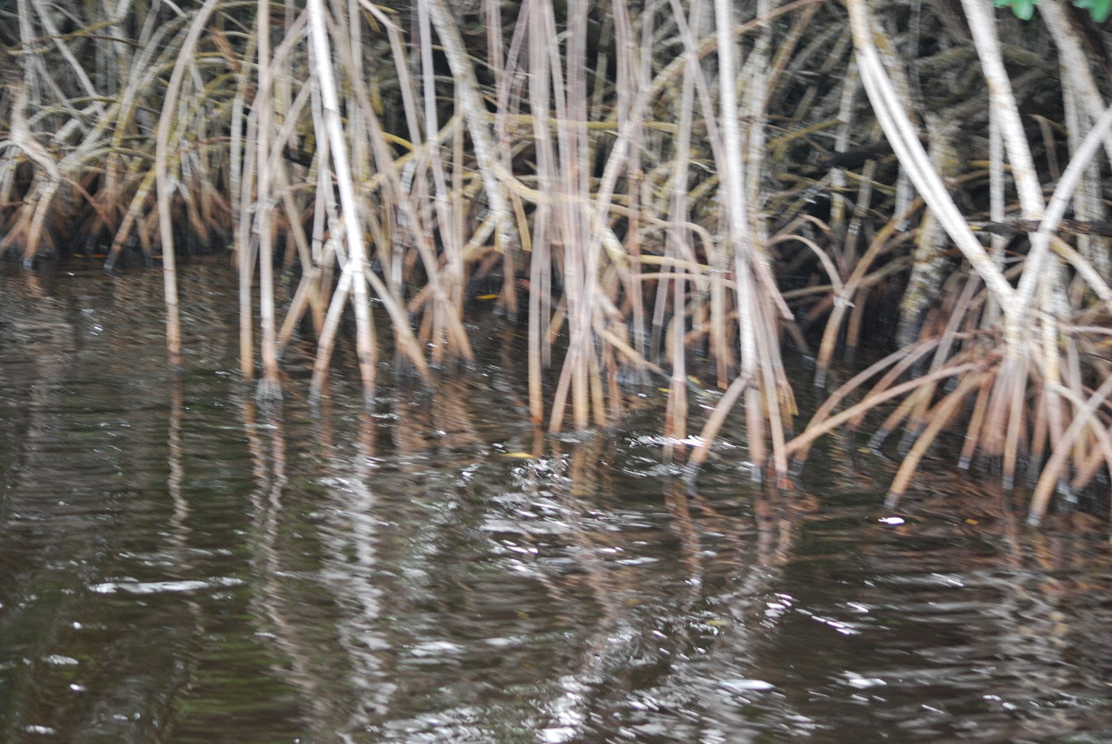 Litton's Fishing Lines Whitewater Bay, Coot Bay, Florida Everglades