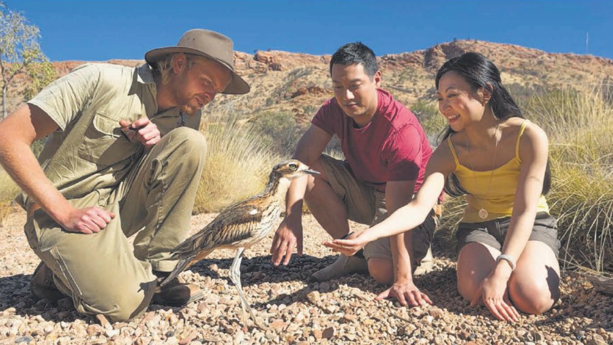 GREAT OUTDOORS: Be sure to catch the fun bird presentation at the Alice Springs Desert Park.