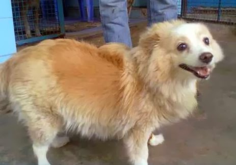 Service Dog Adoptions Fress Service Dog Adoptions Fress